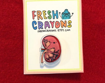 Kidney organ anatomy pin nephrology, urology, white coat