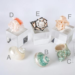 Puede incluir: Una variedad de conchas marinas, incluyendo una blanca nacarada, una turquesa y una concha espiral verde. Algunas conchas se exhiben sobre cubos de acrílico transparente. Una concha mide 9,1 cm de altura.