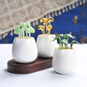 Könnte beinhalten: Drei dekorative Topfpflanzen mit Glasblättern in weißen Keramiktöpfen. Die Pflanzen haben hellgrüne, goldene und dunkelgrüne Blätter. Die Töpfe stehen auf einem dunkelbraunen Holztablett vor einem blau-weiß gemusterten Hintergrund.