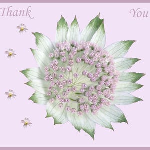 Cartes virtuelles produites en prenant des photos des fleurs que je cultive dans mon jardin et en les combinant avec d'autres fleurs pour créer des cartes vibrantes.