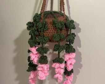 Plante suspendue de vigne de glycine