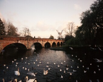 English Photography, Swans, Fine Art Print, Stratford-Upon-Avon, Beautiful, Serene, Idyllic, Landscape, River, Avon