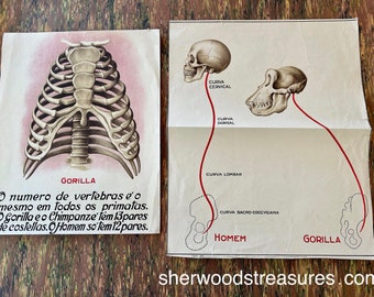 Two Primate Gorilla ANTIQUE Prints Over 100 Years Old Approx  Stamped Reference Collection California Academy of Sciences