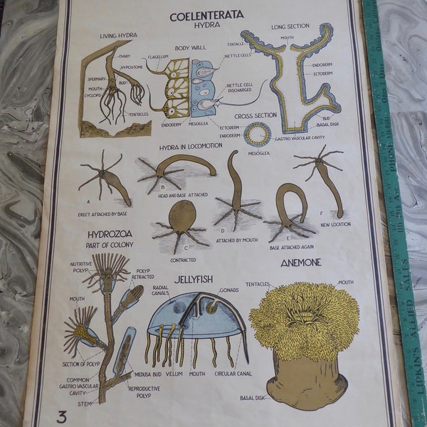 1939 Large Old School Botanical Chart Coelenterata  Hydra Weird Strange 24" x 36" Jellyfish