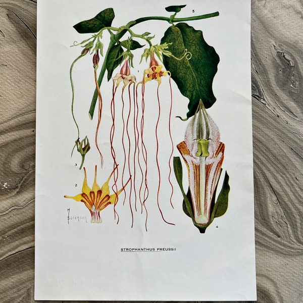 STROPHANTHUS Preussii  Chromolithographic 1937 Antique 6 3/4" x 10"