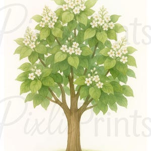 Catalpa Tree in Bloom, Watercolor Tree Print, Nature Wall Art, Floral Tree Illustration, Digital Download
