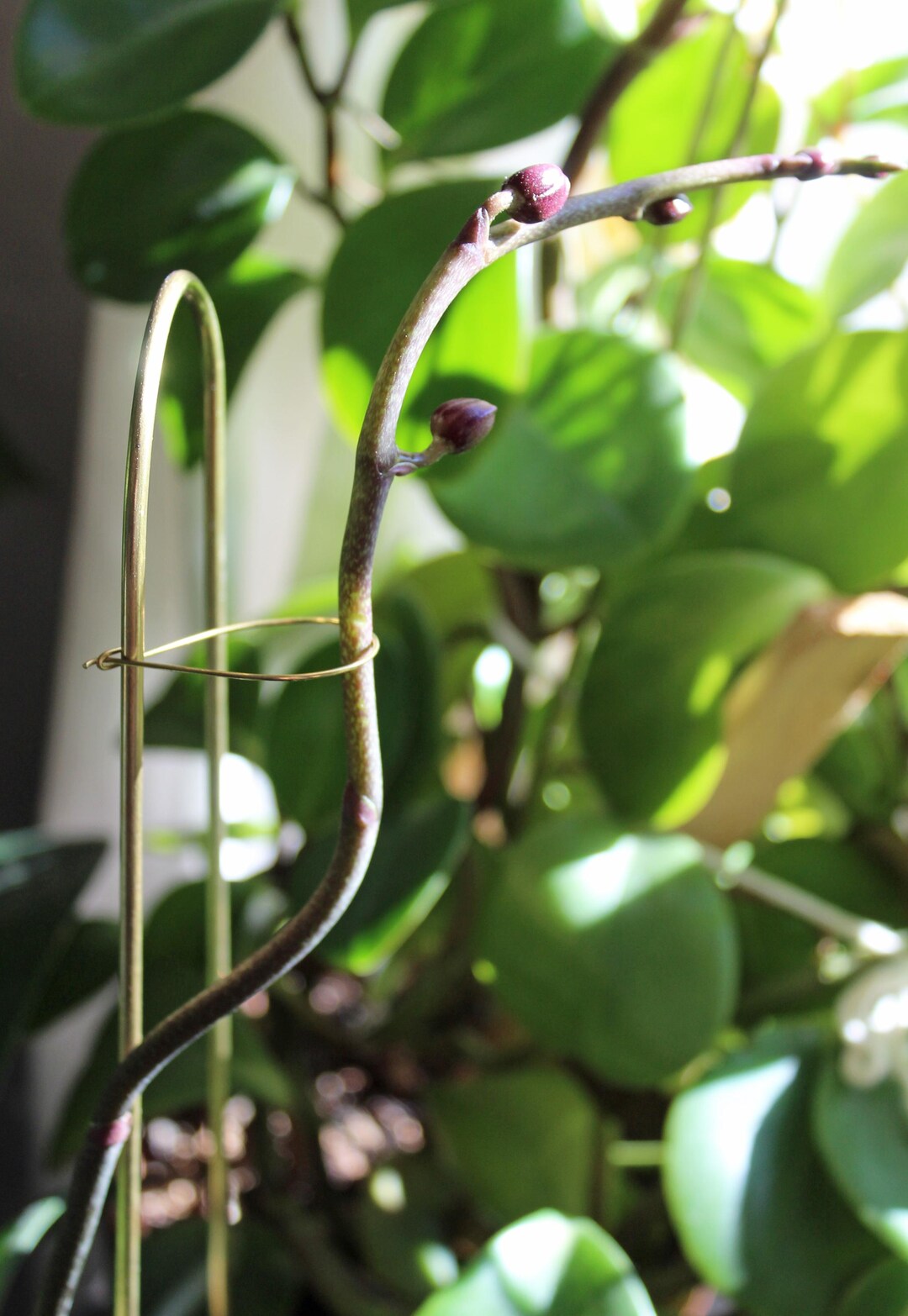 Loop Support Plant Plant Pin + Loops/narrow // Plant Scaffolding, Trellis, Houseplant ...