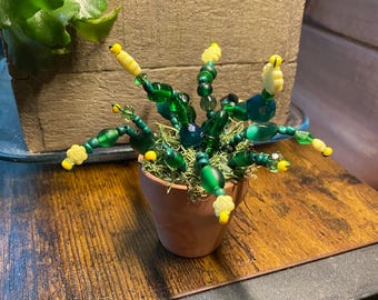 Planta suculenta con cuentas para siempre