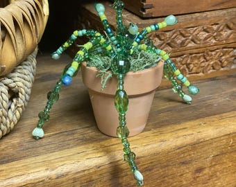 Planta suculenta con cuentas para siempre