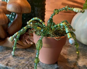 Planta suculenta con cuentas para siempre