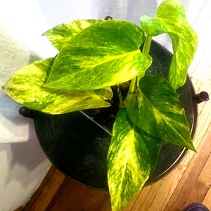 May include: A set of three ceramic mugs with a speckled, matte finish. The mugs are in shades of cream, light gray, and dark gray. Each mug has a simple, minimalist design, perfect for coffee or tea.