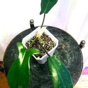 Philodendron Violin Silver Healthy rooted starter plant in a 2.7 Inch Clear Pot with Tray