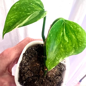 baltic blue pothos 1 Pothos 'Baltic Blue'  Rooted Starter Plant, Live Houseplant, Epipre   Jayme Garden