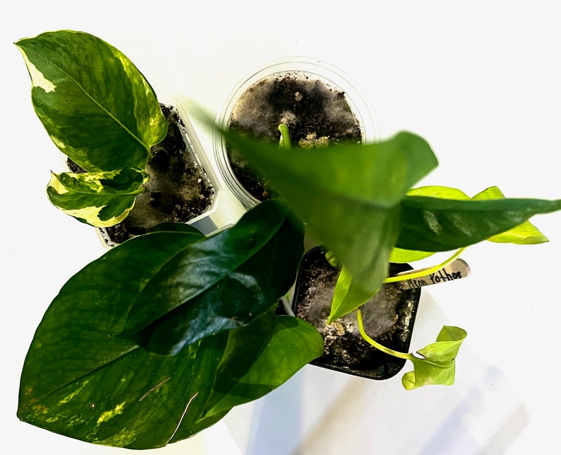 Pothos Bundle 3 Baltic Blue, N'joy, Neon and Golden Four Healthy ...