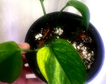 Rare Terunoworld Carnival Teruno Pothos - Etsy