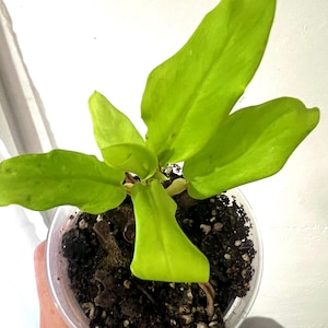 May include: A set of three ceramic mugs with a speckled, matte finish. The mugs are in shades of cream, light gray, and dark gray. Each mug has a simple, modern design and a rounded handle.