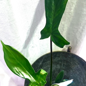 May include: A vibrant green plant with large, glossy leaves. The plant is in a small, clear pot filled with soil and white pebbles. The leaves have unique shapes, and the plant is set against a white background.