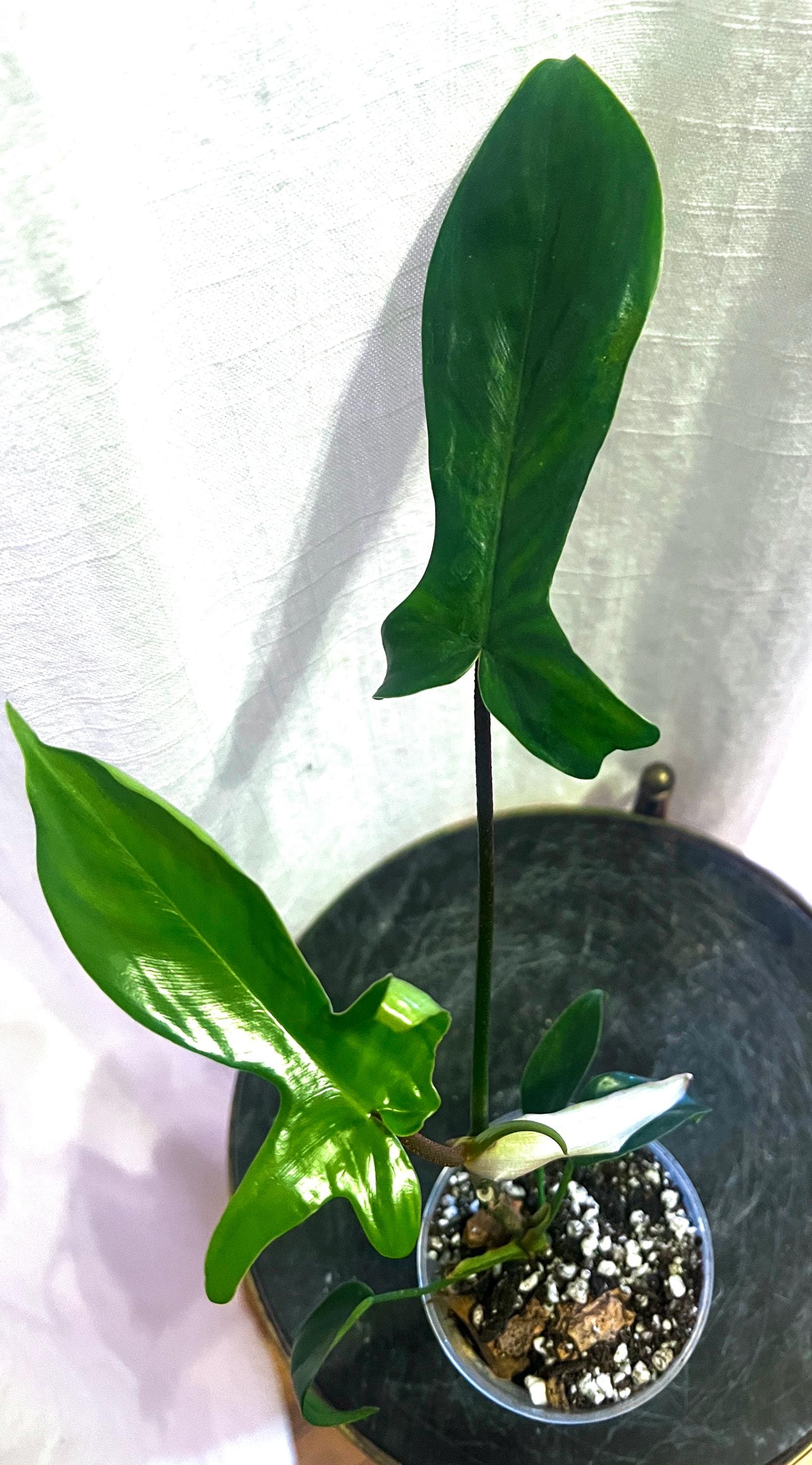 Philodendron Violin Silver - Etsy