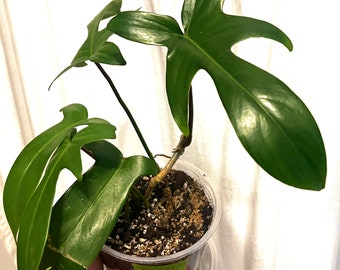 Philodendron Florida Green #2 in a 5 Inch Clear Pot with Tray