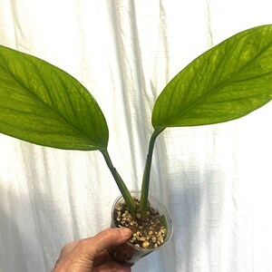 Monstera Pinnatipartita  aka Party Monstera Healthy Rooted Starter in a 3 Inch Nursery Pot