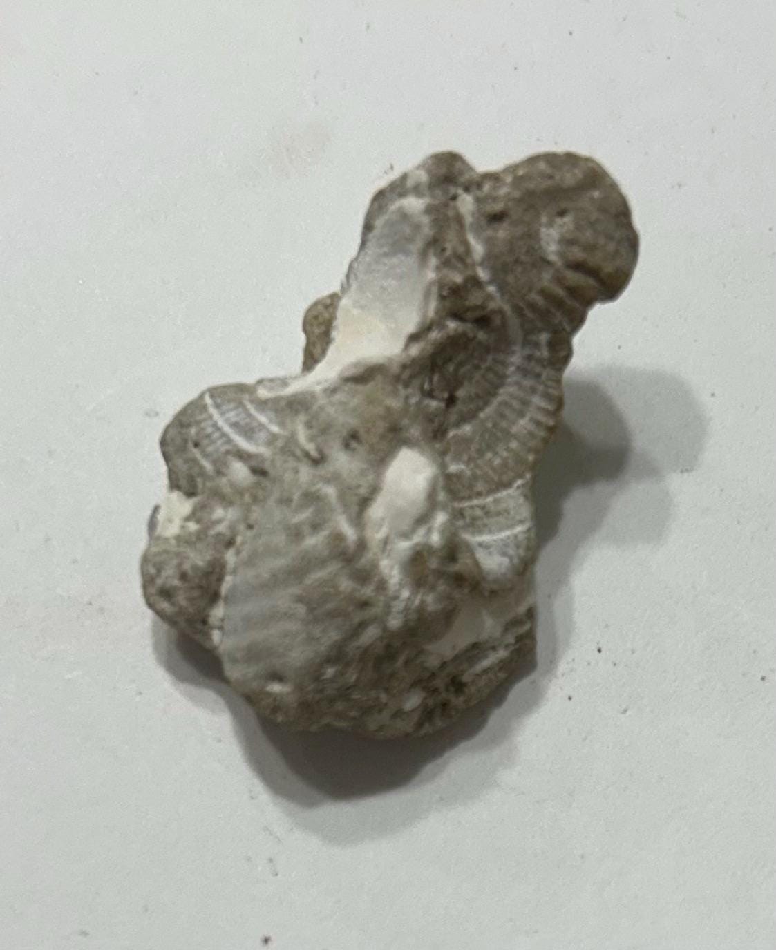 Collectable Rocs 5 Assorted Fossils and Sedimentary Rocks, Mystery, Small to Medium ...