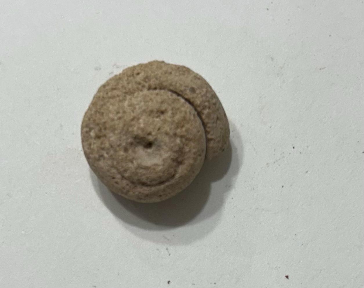 Collectable Rocs 5 Assorted Fossils and Sedimentary Rocks, Mystery, Small to Medium ...