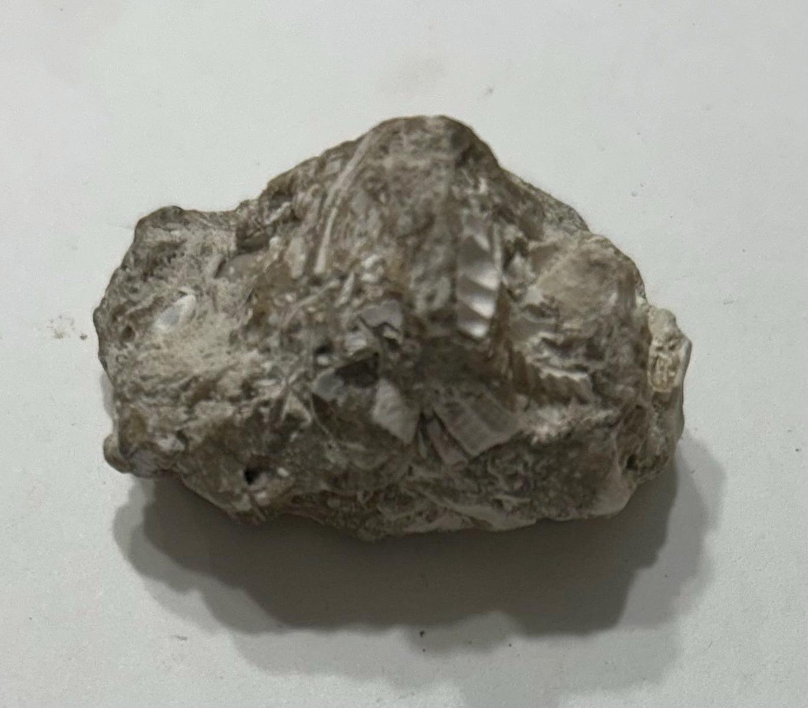 Collectable Rocs 5 Assorted Fossils and Sedimentary Rocks, Mystery, Small to Medium ...