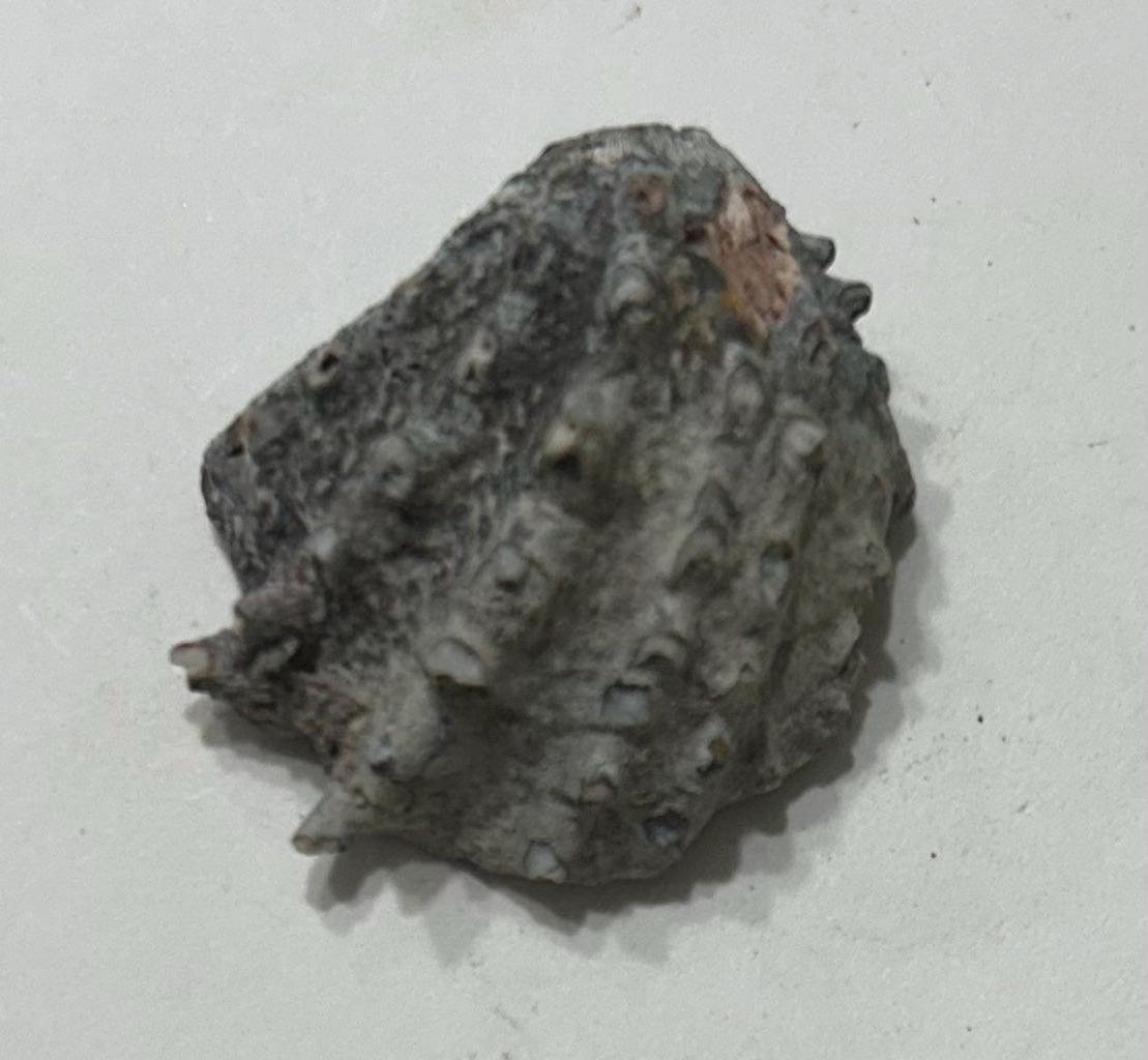 Collectable Rocs 5 Assorted Fossils and Sedimentary Rocks, Mystery, Small to Medium ...