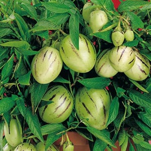 Pepino Melon – 10 frön, Smak mellan melon och gurka, Exotisk frukt, Lätt att odla, Hög grobarhet, Perfekt för trädgårdar, rabatter