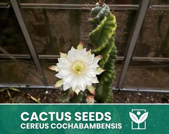 Gymnocalycium Altagraciense Cactus Seeds - Etsy Denmark