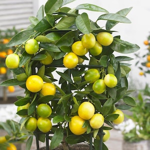 Puede incluir: Un pequeño árbol cítrico con frutos verdes y amarillos. El árbol está sostenido por un enrejado negro y tiene hojas de color verde oscuro. La fruta varía de verde a amarillo, lo que indica diferentes grados de madurez. La imagen es un primer plano del árbol.