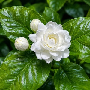 May include: A fully bloomed white jasmine flower with multiple layers of delicate petals, accompanied by two smaller, tightly closed round flower buds. The blossoms are surrounded by several large, glossy, deep green leaves with visible veins.