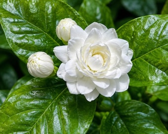 Jasminum sambac – 30 Semi, Gelsomino d'Arabia, Fiori Intensi, Facile da Coltivare, Alta Qualità e Germinabilità, ideali per giardini, aiuole