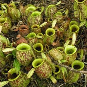 Nepenthes Ampullaria – 10 semillas – Planta carnívora, urnas basales, rara, ideal para terrarios