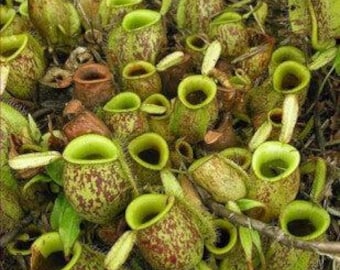 Nepenthes Ampullaria – 10 semillas – Planta carnívora, urnas basales, rara, ideal para terrarios