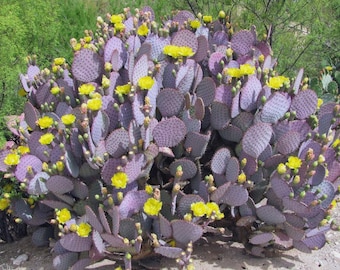 Lila Kaktus Santa Rita Opuntia 15 Samen, Kaktussamen, Sukkulente, Kakteengewächse, Blume, hohe Keimfähigkeit
