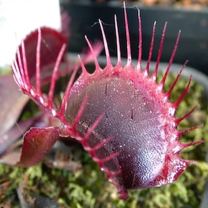 Peut inclure: Une plante carnivore Dionaea muscipula d'un rouge bordeaux profond, dotée de deux lobes articulés ouverts avec des cils épineux pointus sur les bords. L'intérieur du piège présente une surface rouge sombre brillante avec des poils sensitifs.