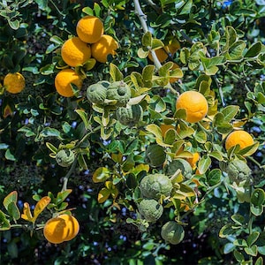Könnte beinhalten: Nahaufnahme eines Astes mit leuchtend gelben Zitrusfrüchten und grünen, unebenen Früchten. Die Früchte sind von grünen Blättern umgeben. Das Bild ist gut beleuchtet und zeigt die natürlichen Farben und Texturen.