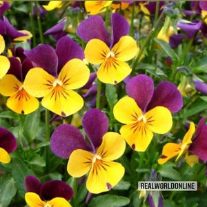 Viola Hornuta jaune-violet – 30 graines – Fleurs bicolores, germination élevée, idéale pour les bordures et les pots, floraison prolongée, sans OGM