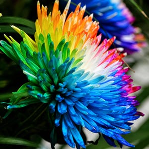 Op de afbeelding: Een levendige chrysant met een spectrum aan kleuren, waaronder blauwe, groene, gele, oranje en roze bloemblaadjes. De bloem toont een dichte rangschikking van lange, slanke, puntige bloemblaadjes die vanuit het midden in een regenboogverloop stralen.