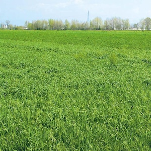 Può includere: Un vasto campo di erba verde vibrante si estende verso l'orizzonte sotto un cielo azzurro chiaro. Una fila di alberi e una struttura distante sono visibili sullo sfondo, suggerendo un paesaggio rurale.