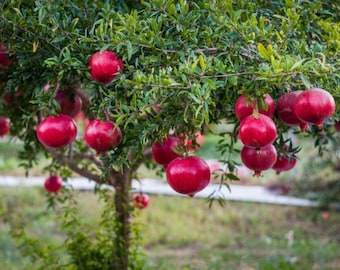 Punica Granatum – 10 Semi – Melograno, Frutto Antiossidante, Albero Ornamentale, Ideale per Giardini e Vasi, Decorativo