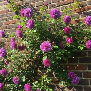 Puede incluir: Un rosal trepador con numerosas flores vibrantes de color púrpura y magenta en plena floración, con pétalos densos y superpuestos y follaje verde, que crece contra una pared texturizada hecha de ladrillos rectangulares de color marrón.
