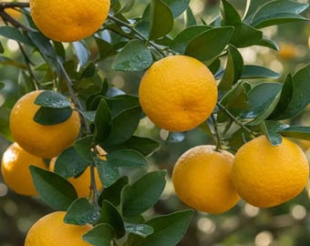Yuzu Orange – 10 Seeds, Unique Aroma, Gourmet Cuisine, Rare, Easy to Grow, High Germinability, Non-GMO
