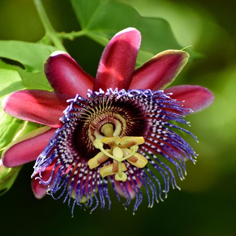 希少❣️アラタ✴︎パッシフローラ・アラタPassiflora alata香りも良い♪ パッシフローラアラタ パッションフルーツ トロピカル