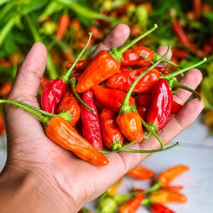May include: A handful of fresh chili peppers in various shades of red and orange, each featuring a smooth, tapered skin and a small green stem. The peppers are clustered together, displaying a mix of vibrant warm tones and glossy textures.