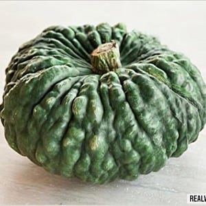 Dynia Chioggia Marina – 15 nasion – odmiana starożytna, wysoka jakość, słodki miąższ, idealna do ogrodnictwa warzywnego i dekoracji, bez GMO