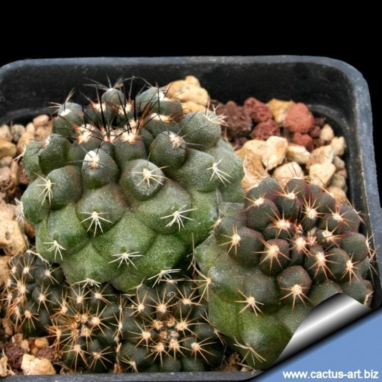 Copiapoa seeds - Etsy 日本