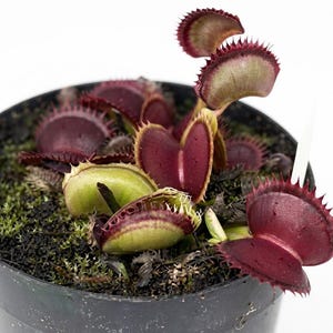 Peut inclure: Une plante Dionaea muscipula dans un pot en plastique noir avec de la terre sombre. La plante présente plusieurs pièges articulés dans des tons profonds de bordeaux et de rouge, avec des zones vert clair et des cils dentés sur les bords.