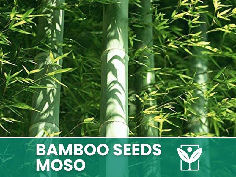 Moso-Bambus  10 Samen  Moso-Bambus (Phyllostachys pubescens),  Riesenbambus, Bauholz, hohe Keimfhigkeit, gentechnikfrei - Etsy sterreich